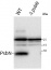 PsbN | Potosystem II reaction center protein N